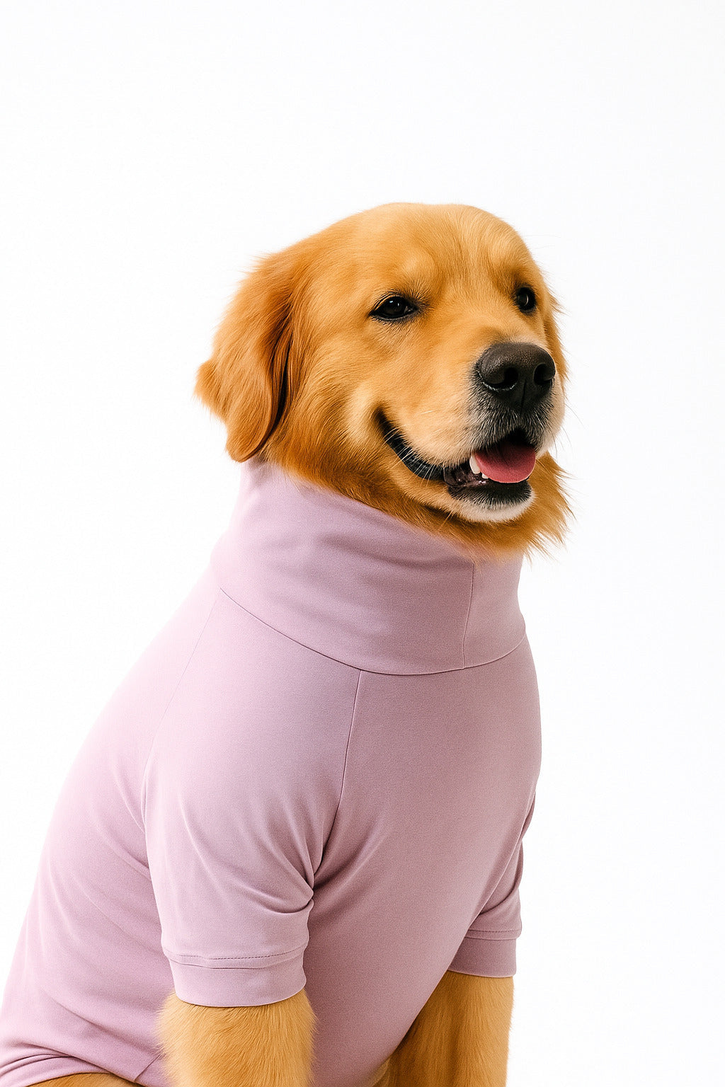 Golden retriever wearing a stylish cozy lavender turtleneck t-shirt made from cotton-spandex blend, highlighting its stretchable and comfy fit.