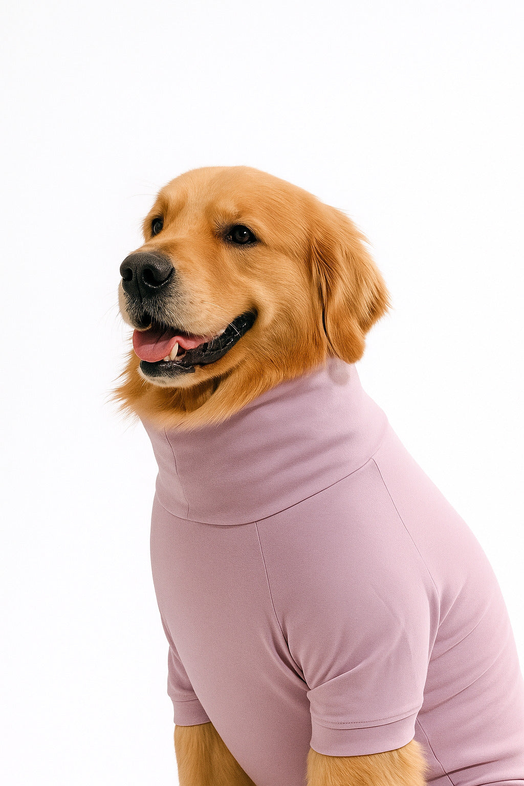 Golden retriever wearing a stylish, cotton, stretchable, cozy lavender turtleneck t-shirt, showcasing pet fashion sophistication.