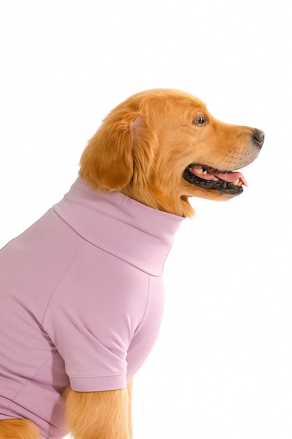 Golden retriever wearing a cozy lavender cotton stretchable turtleneck t-shirt, exuding stylish sophistication and comfort.