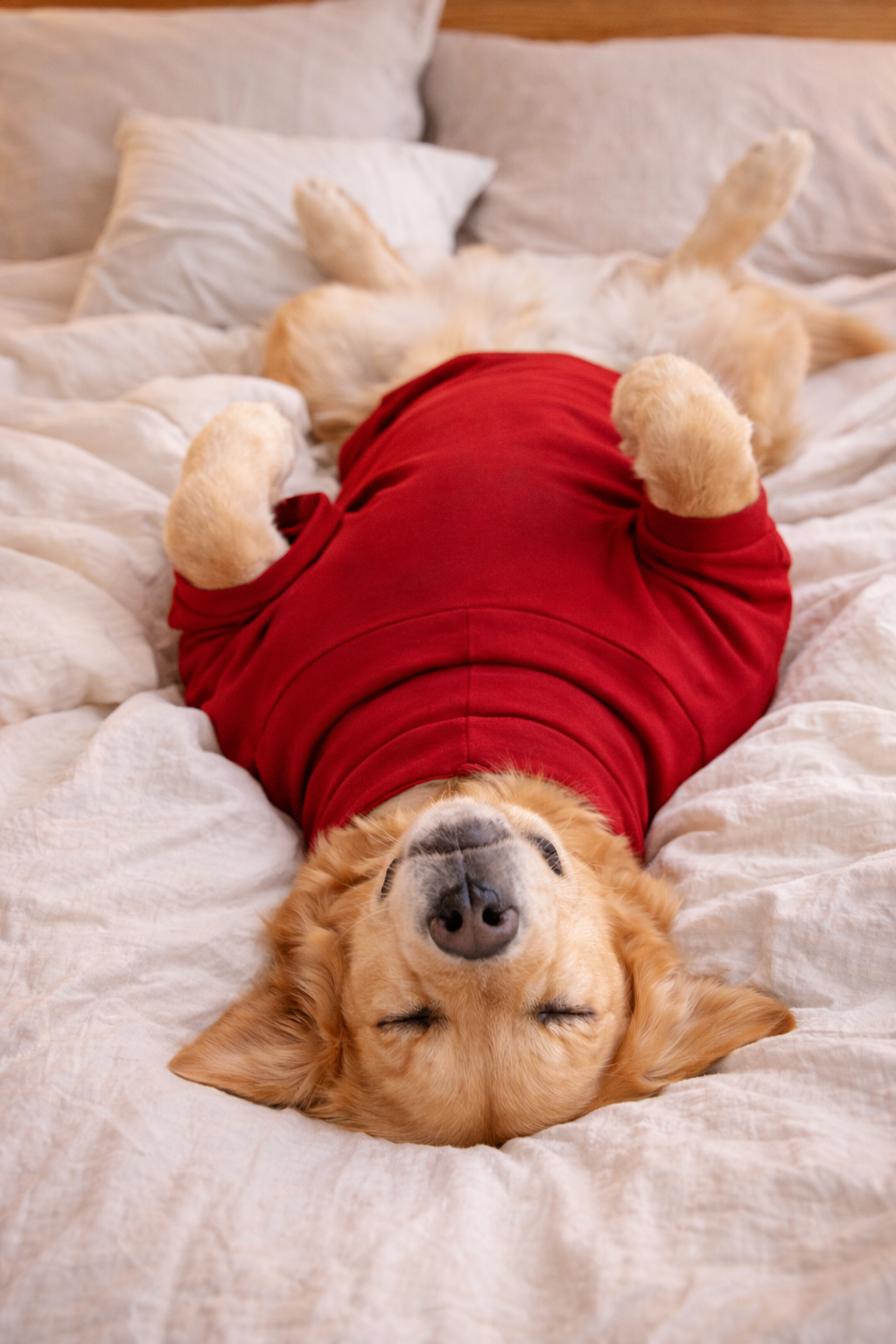 Cherry Red Long Neck T-shirt for Dogs and Cats