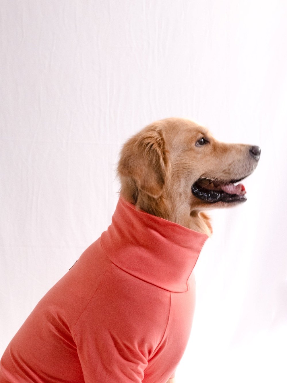 Golden retriever wearing a coral peach cotton stretchable turtleneck t-shirt, exuding stylish sophistication and comfort.