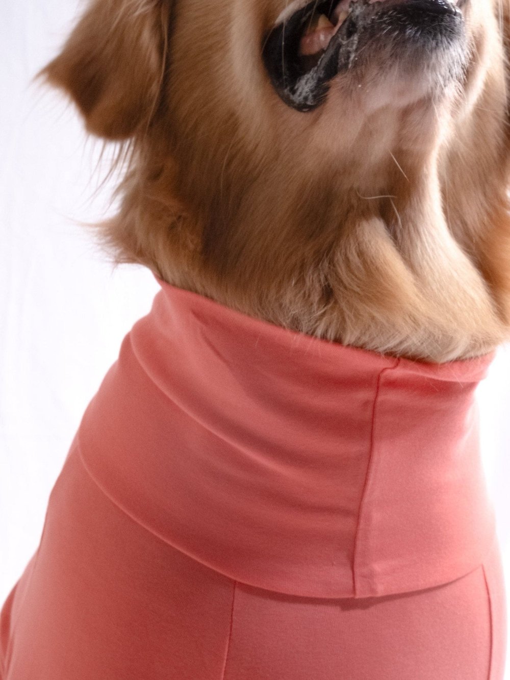 Golden retriever in coral peach turtleneck t-shirt, showcasing stylish cotton-spandex blend, perfect for comfortable and stretchable pet wear.