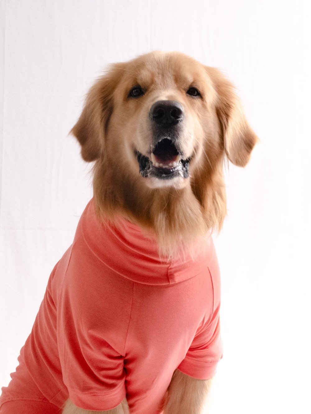 Golden retriever wearing a stylish, cotton, stretchable, coral peach turtleneck t-shirt, showcasing pet fashion sophistication.