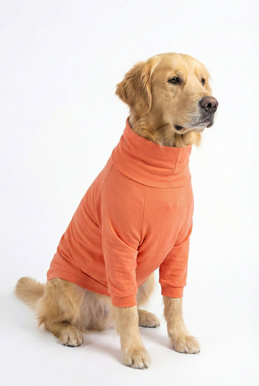 Golden retriever wearing a stylish, cotton, stretchable, coral peach turtleneck t-shirt, showcasing pet fashion sophistication.