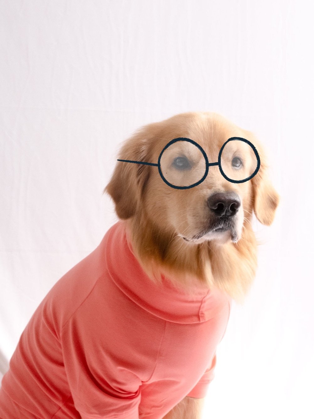 Golden retriever wearing a stylish coral peach turtleneck t-shirt made from cotton-spandex blend, highlighting its stretchable and comfy fit.