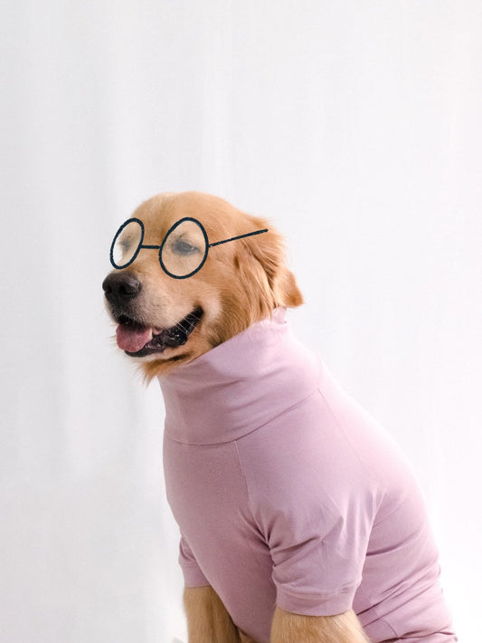 Golden retriever wearing a stylish cozy lavender turtleneck t-shirt made from cotton-spandex blend, highlighting its stretchable and comfy fit.