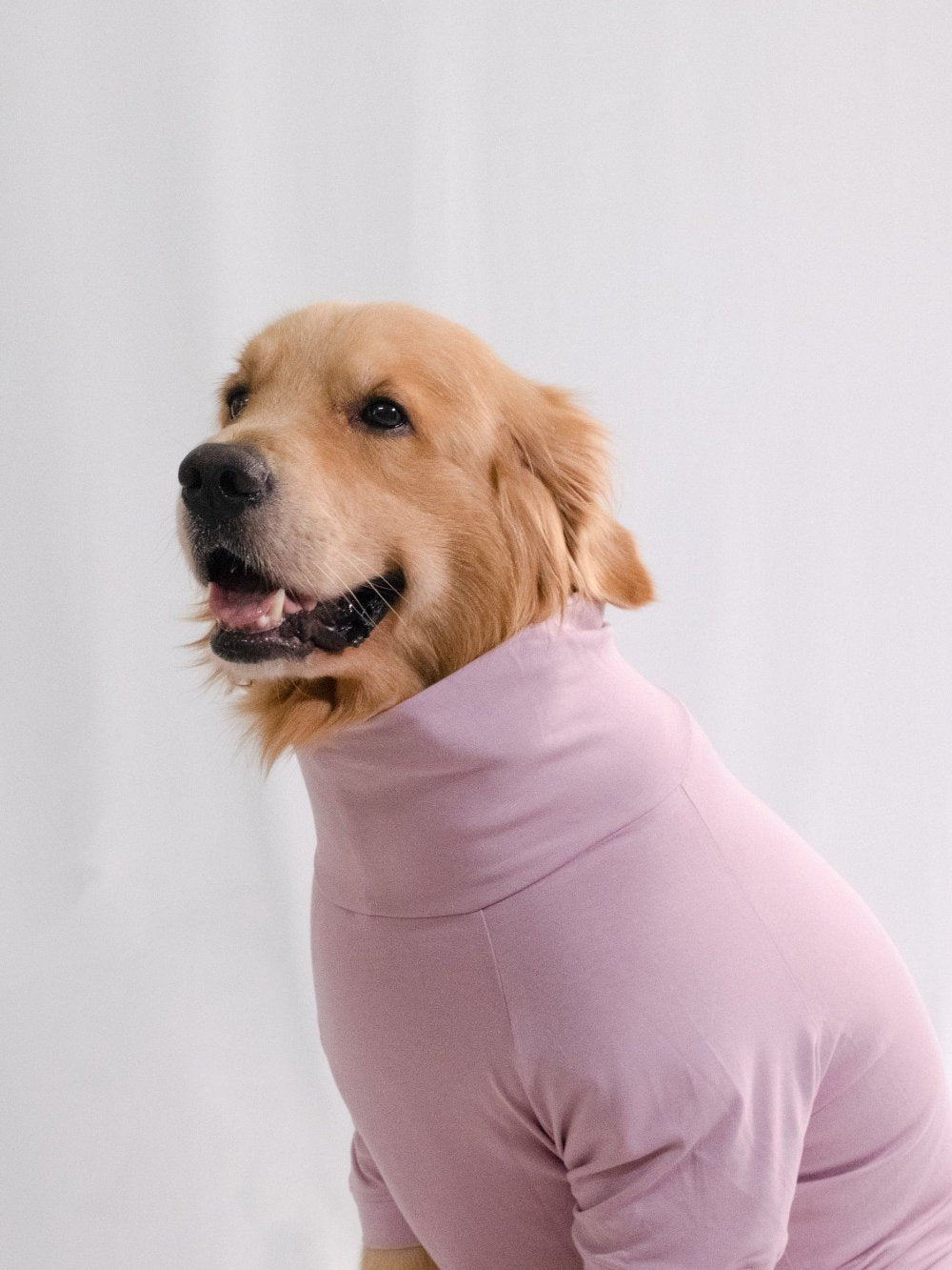 Golden retriever wearing a stylish, cotton, stretchable, cozy lavender turtleneck t-shirt, showcasing pet fashion sophistication.