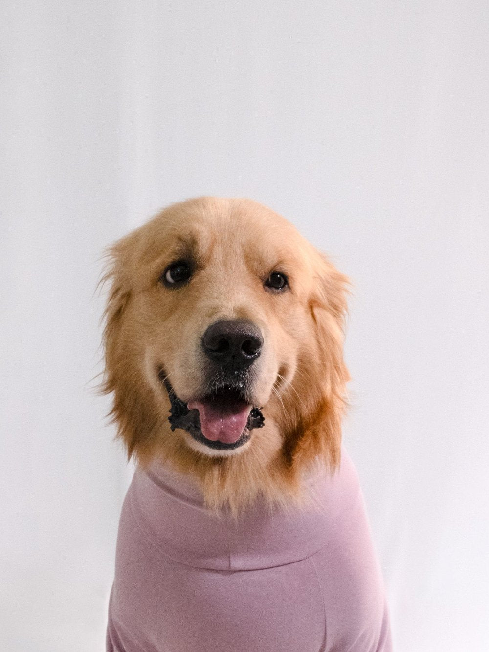 Golden retriever in cozy lavender turtleneck t-shirt, showcasing stylish cotton-spandex blend, perfect for comfortable and stretchable pet wear.