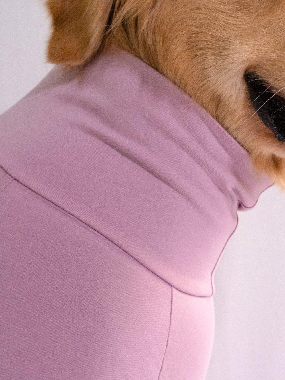 Golden retriever wearing a cozy lavender, cotton-spandex turtleneck t-shirt, showcasing its comfort and stretchable fit.