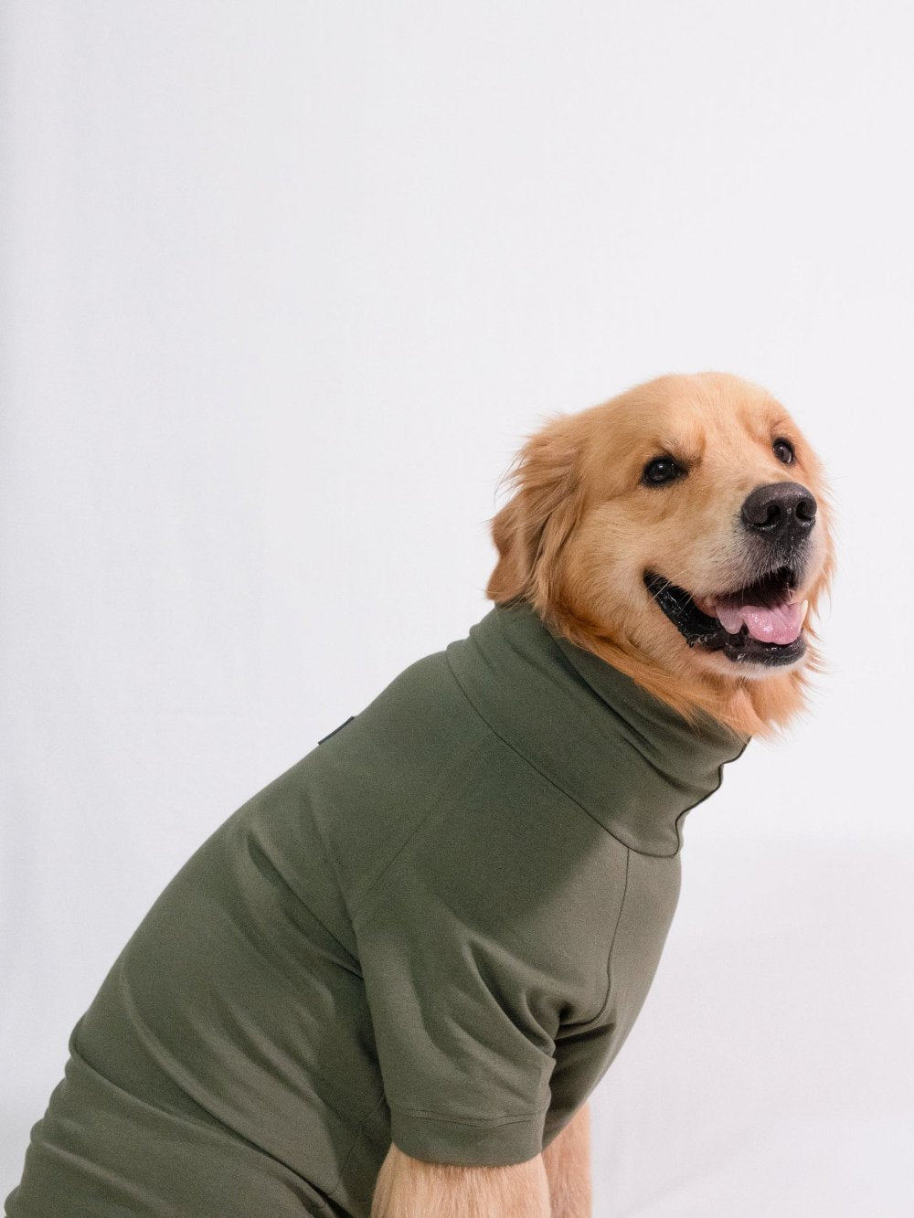 Golden retriever wearing a stylish forest green turtleneck t-shirt made from cotton-spandex blend, highlighting its stretchable and comfy fit.