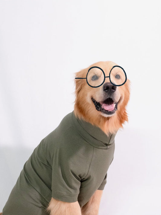 Golden retriever wearing a forest green, cotton-spandex turtleneck t-shirt, showcasing its comfort and stretchable fit.