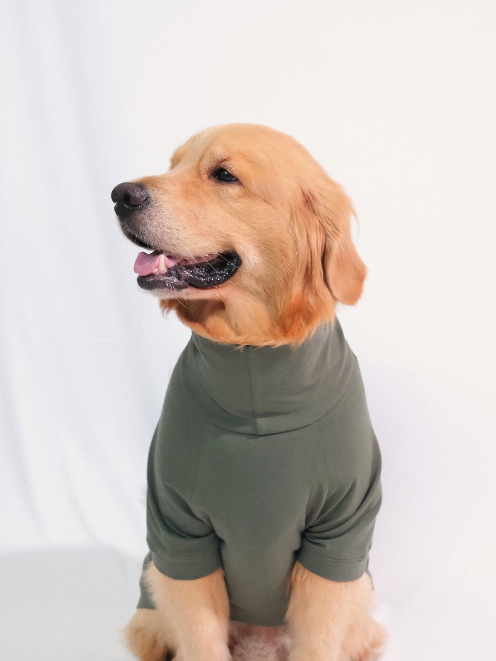 Golden retriever wearing a stylish, cotton, stretchable, forest green turtleneck t-shirt, showcasing pet fashion sophistication.