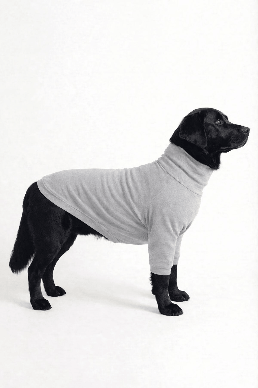 Dog wearing a stone grey Furrocio long neck t-shirt in soft cotton-spandex, showing the stretchable, comfortable fit.