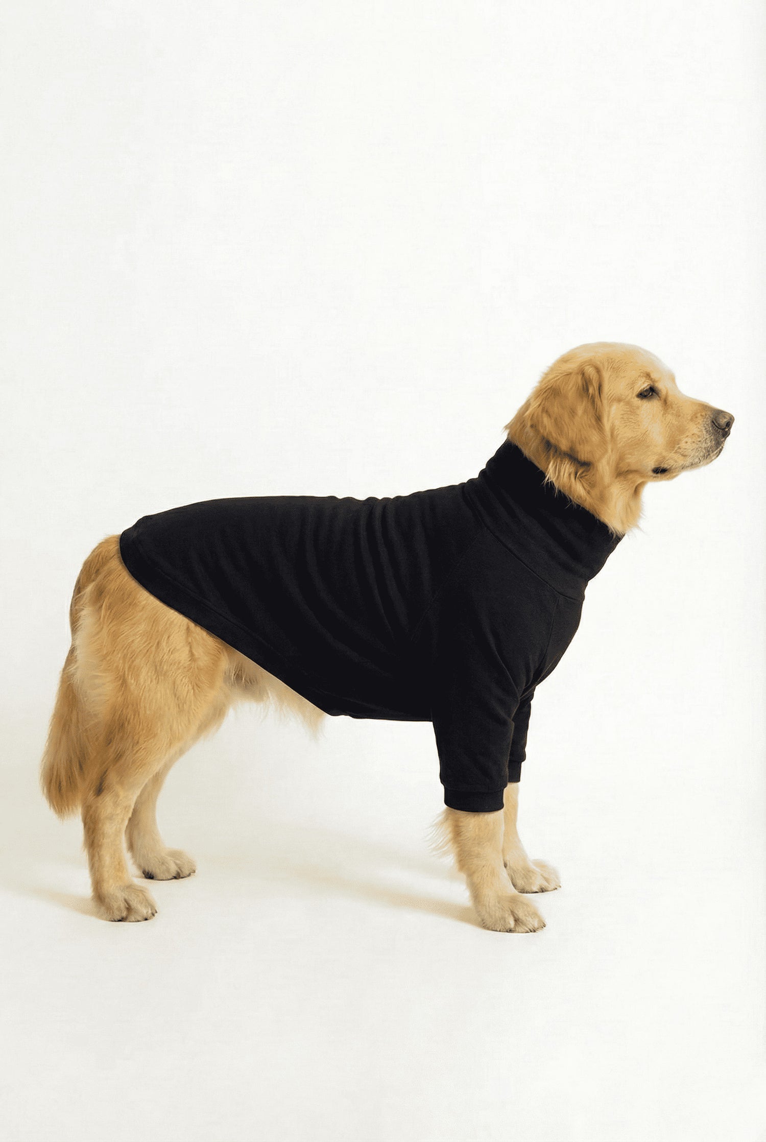 Golden retriever wearing a midnight black, cotton-spandex turtleneck t-shirt, showcasing its comfort and stretchable fit.