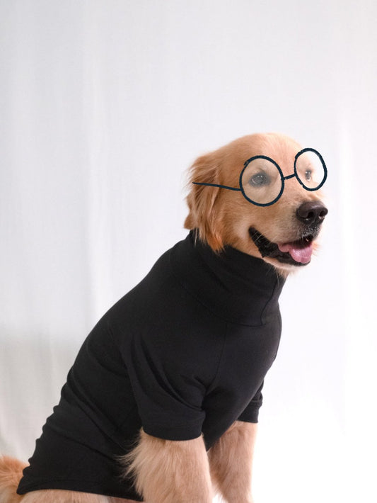 Golden retriever wearing a midnight black, cotton-spandex turtleneck t-shirt, showcasing its comfort and stretchable fit.