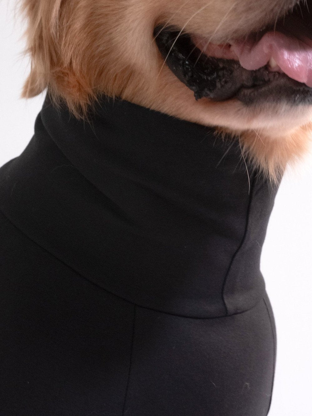 Golden retriever wearing a stylish midnight black turtleneck t-shirt made from cotton-spandex blend, highlighting its stretchable and comfy fit.