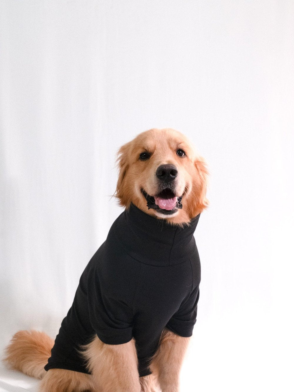 Golden retriever in Midnight Black turtleneck t-shirt, showcasing stylish cotton-spandex blend, perfect for comfortable and stretchable pet wear.