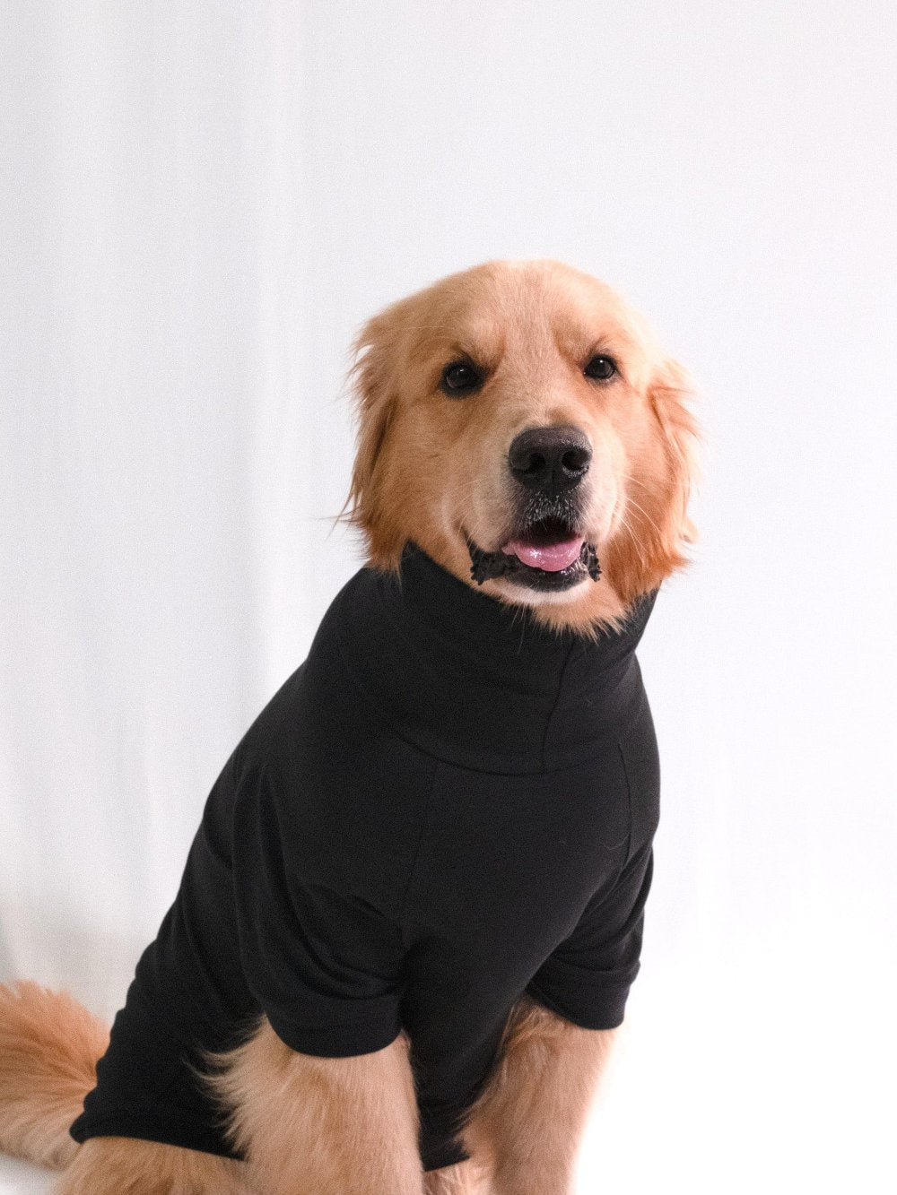 Golden retriever wearing a stylish, cotton, stretchable, midnight black turtleneck t-shirt, showcasing pet fashion sophistication.