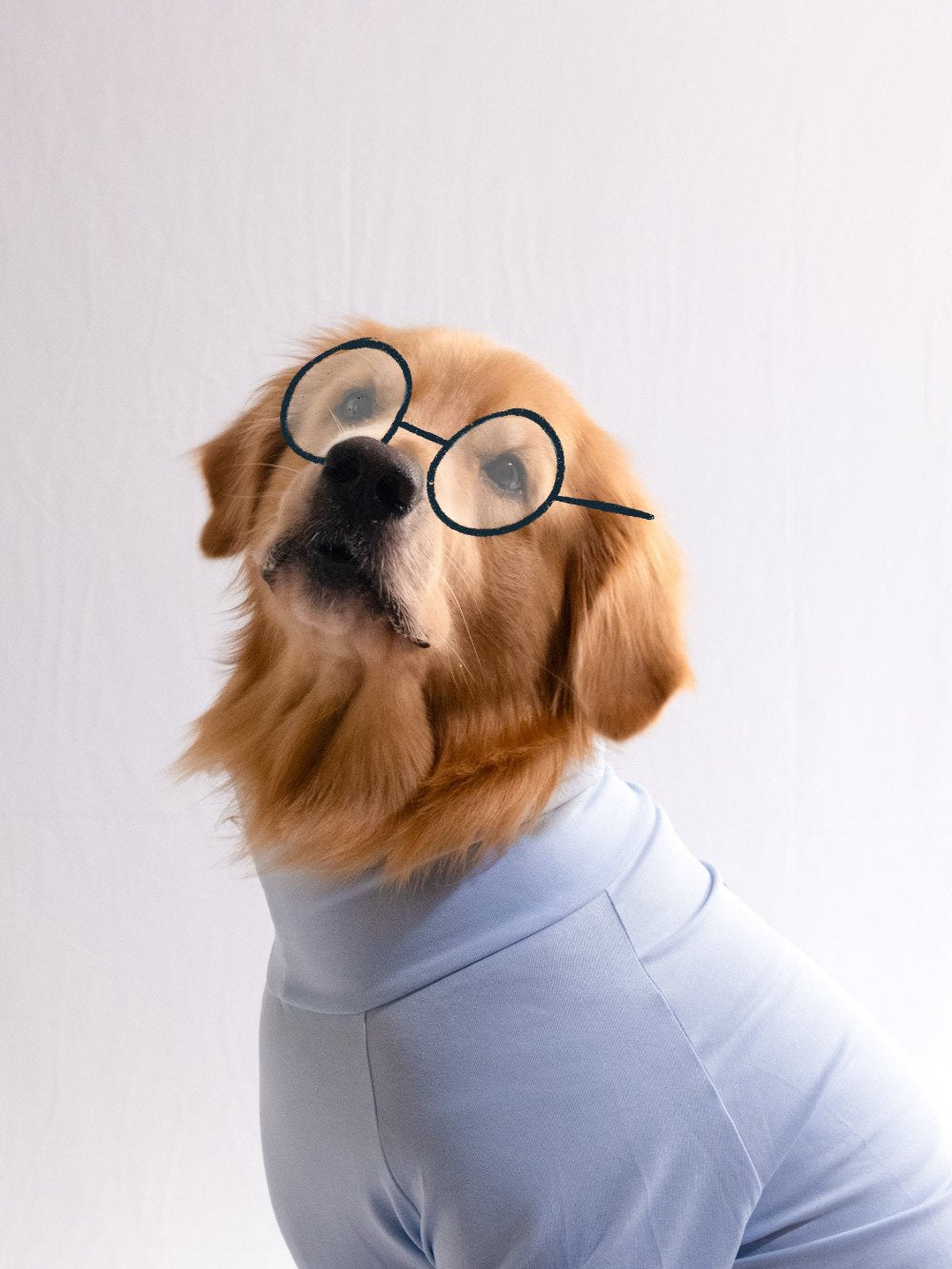 Golden retriever wearing a stylish, cotton, stretchable, ocean blue turtleneck t-shirt, showcasing pet fashion sophistication.