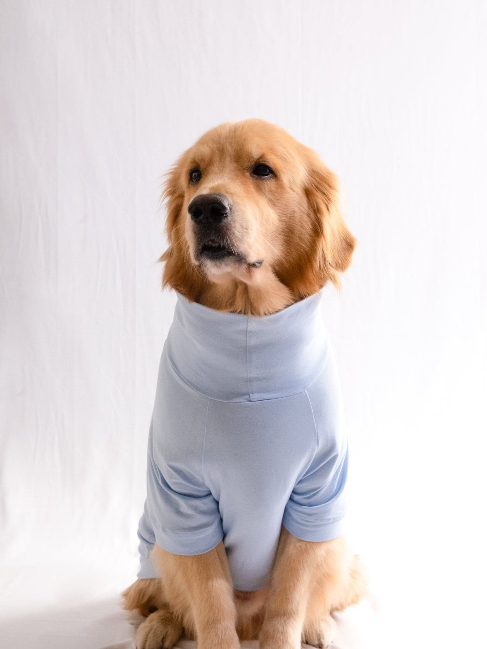 Golden retriever wearing a stylish ocean blue turtleneck t-shirt made from cotton-spandex blend, highlighting its stretchable and comfy fit.