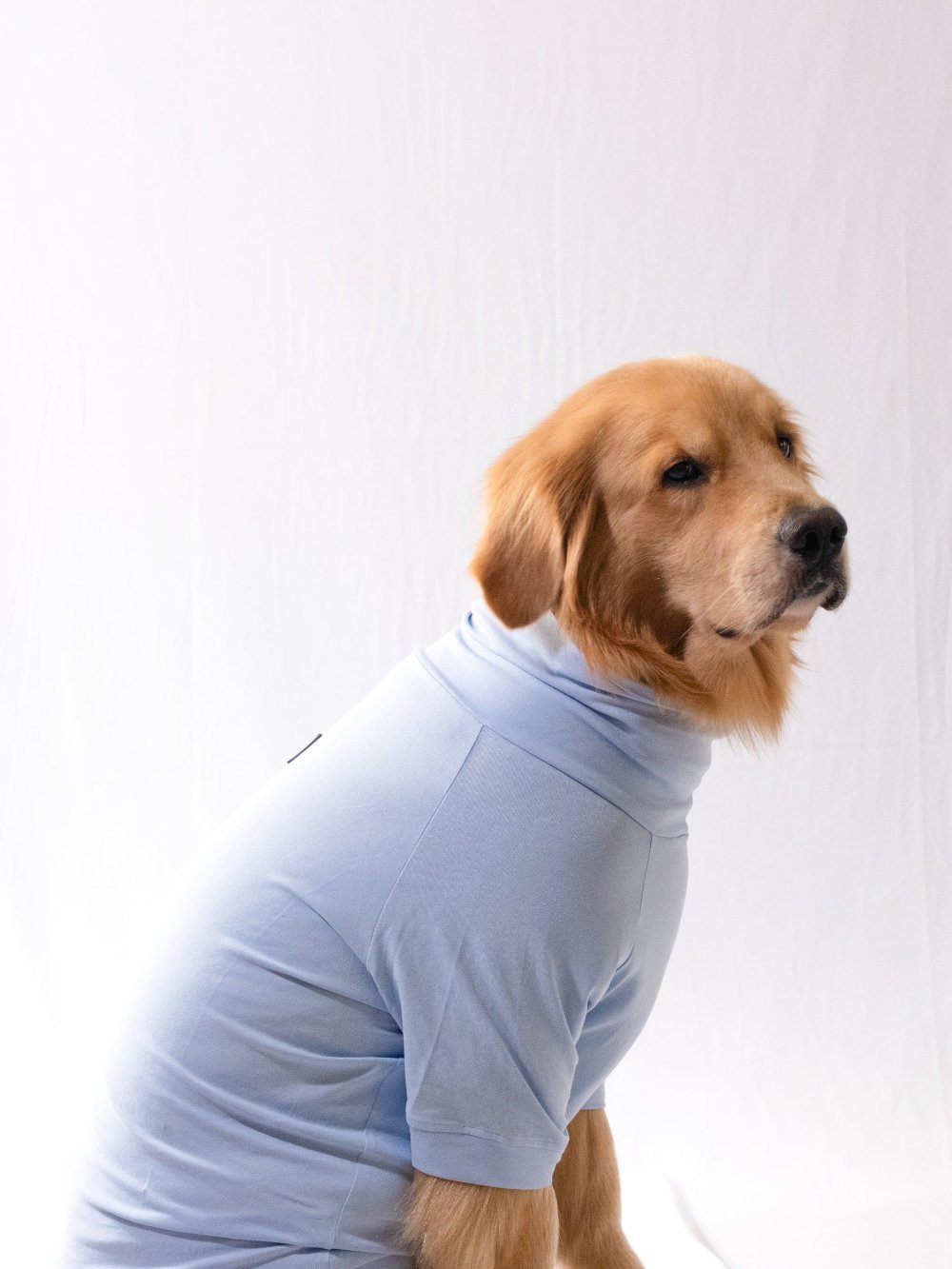 Golden retriever wearing a ocean blue cotton stretchable turtleneck t-shirt, exuding stylish sophistication and comfort.