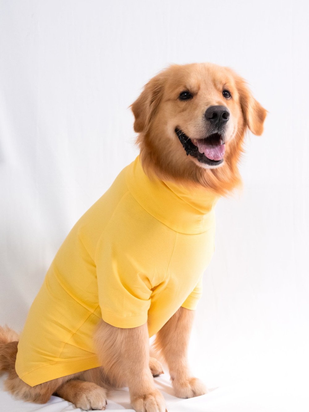 Golden retriever wearing a sunshine yellow, cotton-spandex turtleneck t-shirt, showcasing its comfort and stretchable fit.