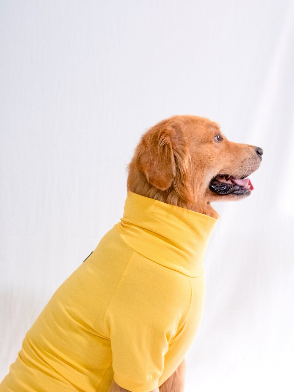 Golden retriever wearing a sunshine yellow cotton stretchable turtleneck t-shirt, exuding stylish sophistication and comfort.