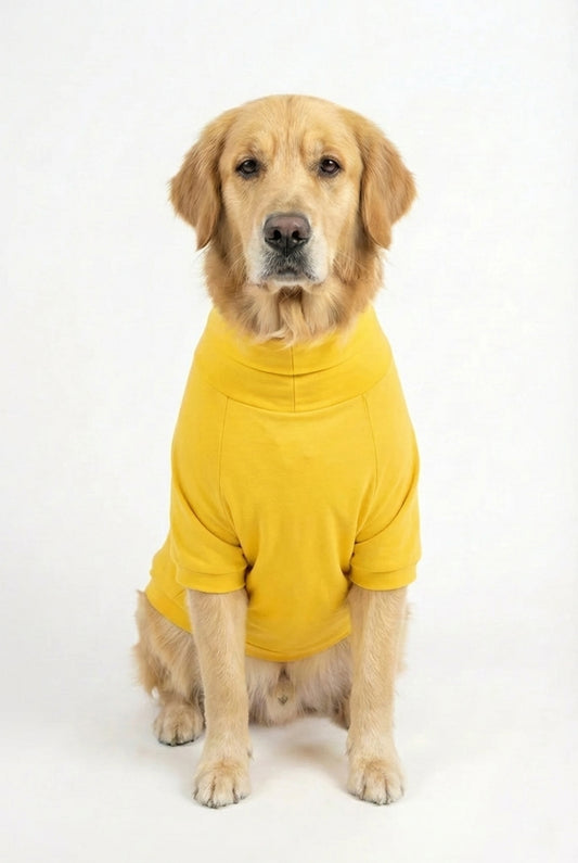 Golden retriever wearing a sunshine yellow cotton stretchable turtleneck t-shirt, exuding stylish sophistication and comfort.