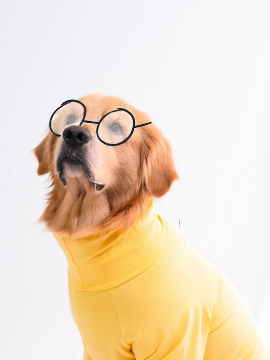 Golden retriever wearing a stylish, cotton, stretchable, sunshine yellow turtleneck t-shirt, showcasing pet fashion sophistication.