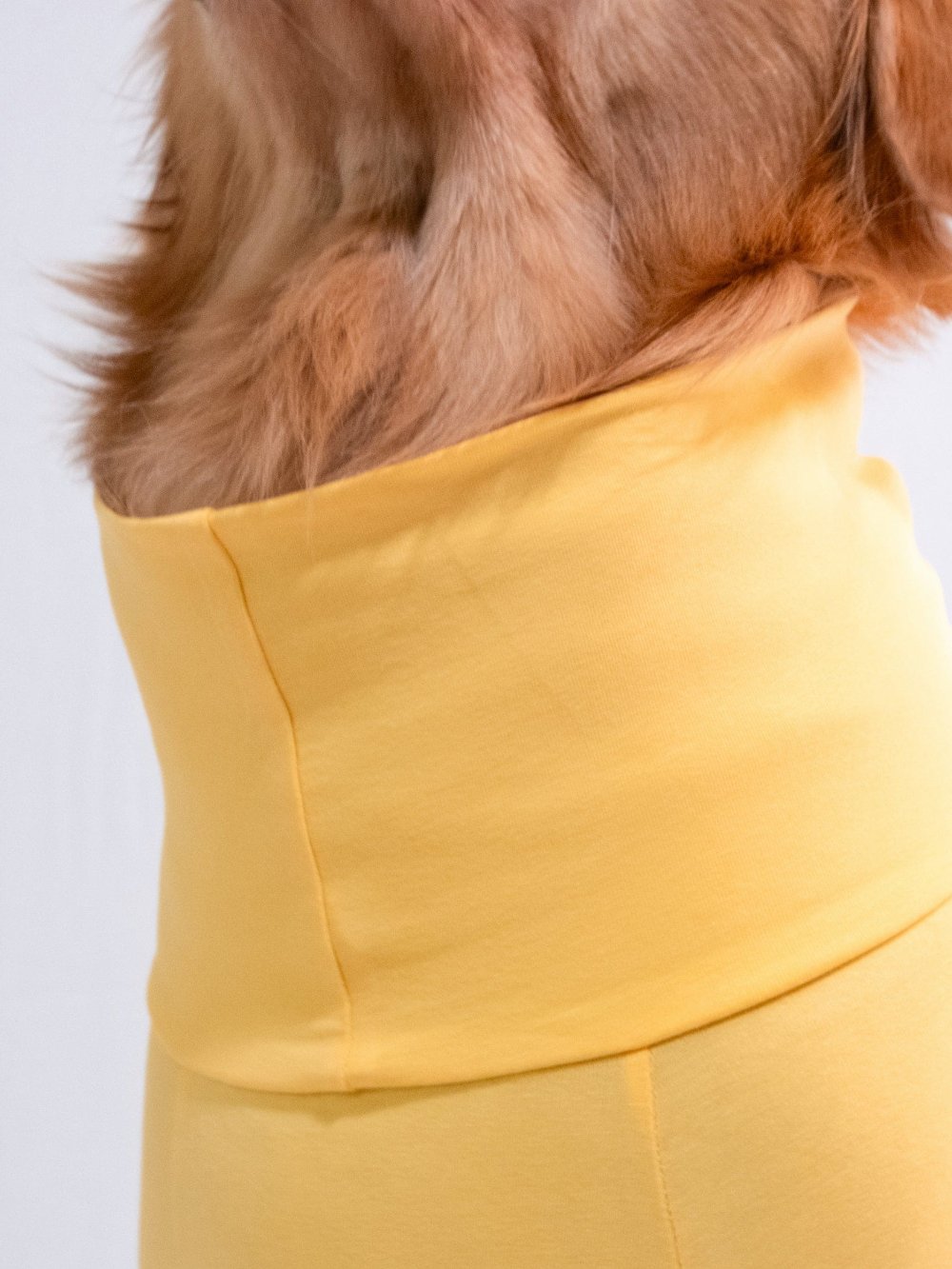 Golden retriever in sunshine yellow turtleneck t-shirt, showcasing stylish cotton-spandex blend, perfect for comfortable and stretchable pet wear.