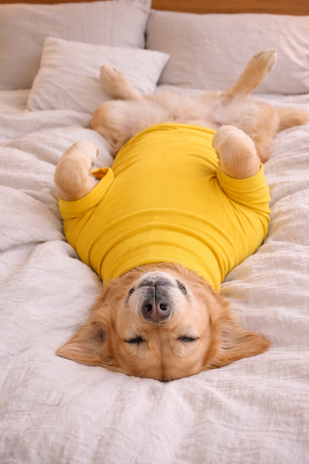 Sunshine Yellow Long Neck T-shirt for Dogs and Cats